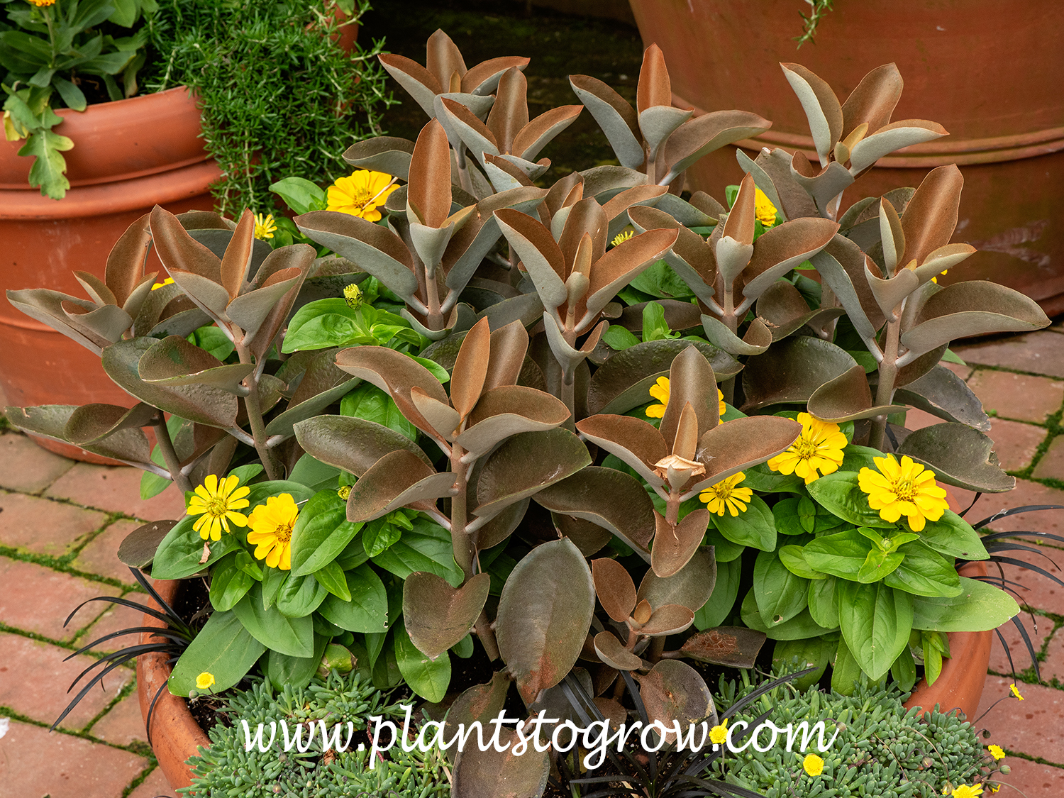 Copper Spoon (Kalanchoe orgyalis)
Growing in a conaiter with some small yellow Zinnia.